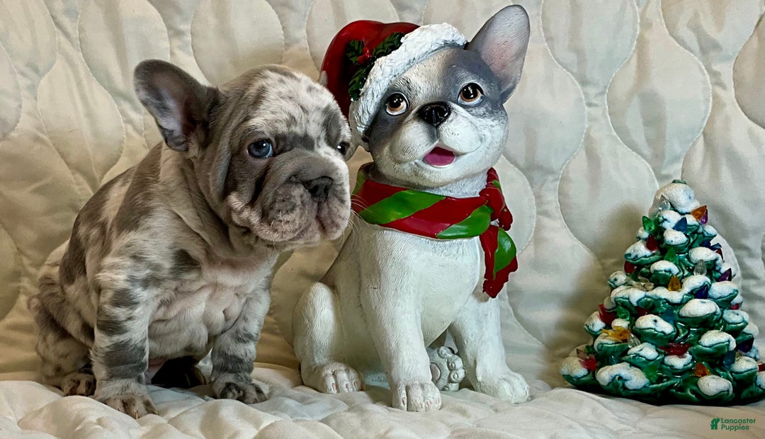 French Bulldog dogs for sale: Garmin - Ad 5