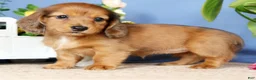Miniature Dachshund dogs for sale: Judy - Ad 5