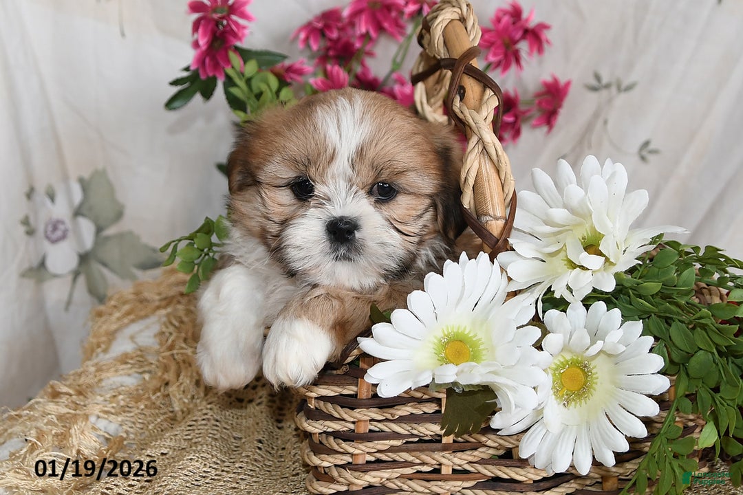 Shih Tzu dogs for sale: Tanner - Ad 3