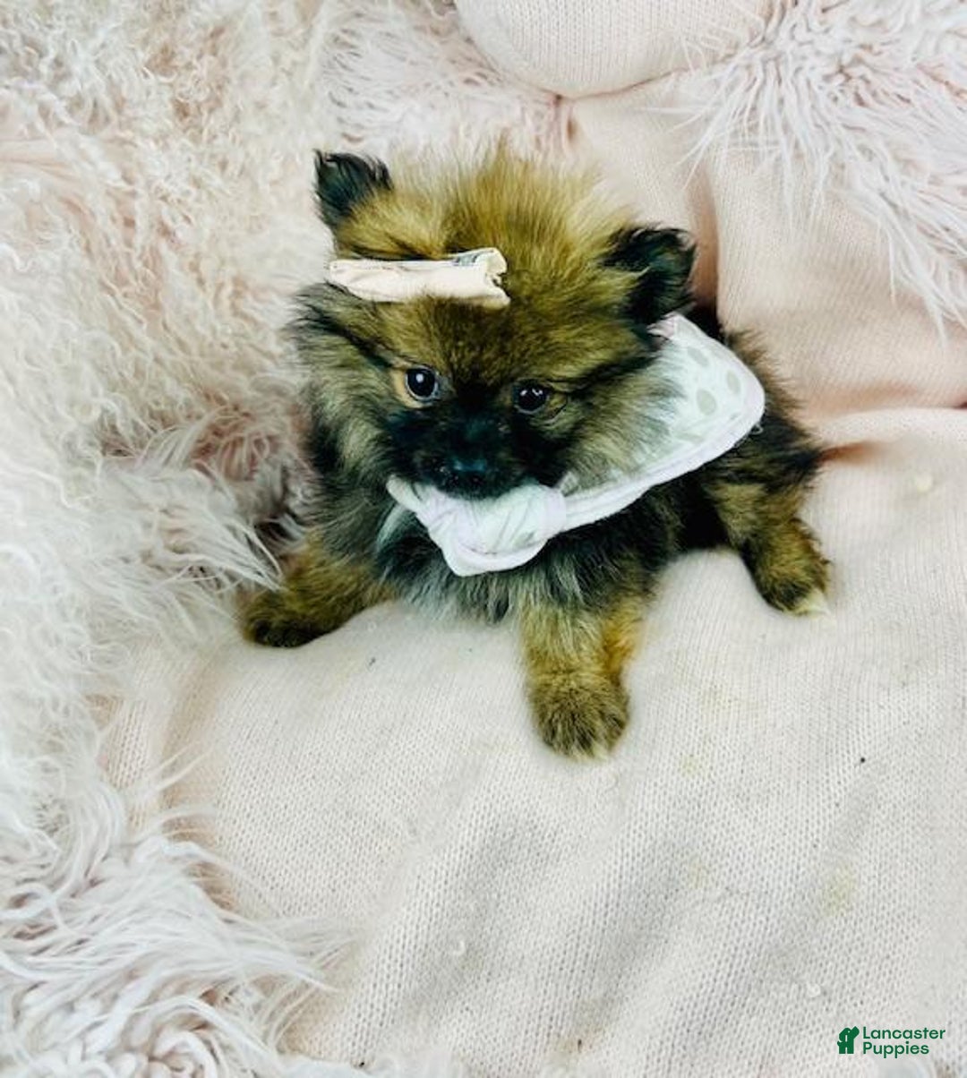 Pomeranian dogs for sale: Pomeranian Puppy 1 - Ad 2