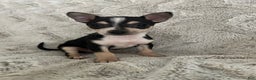 Chihuahua dogs for sale: Rosie - Ad 1