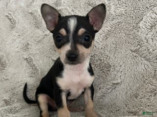 Chihuahua dogs Rosie - Ad 39