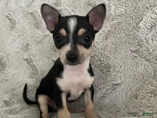 Chihuahua dogs Rosie - Ad 9