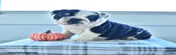 English Bulldog dogs for sale: Blossom - Ad 5