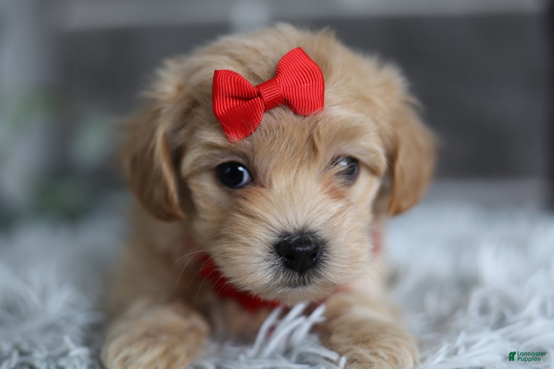 Maltipoo dogs for sale: Robin - Ad 11
