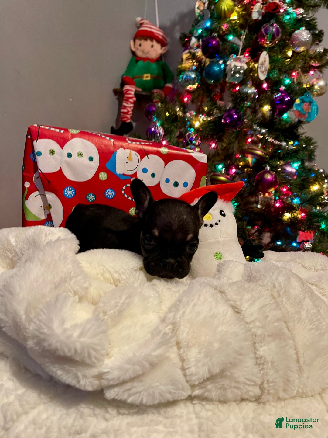 French Bulldog dogs for sale: Little man - Ad 2