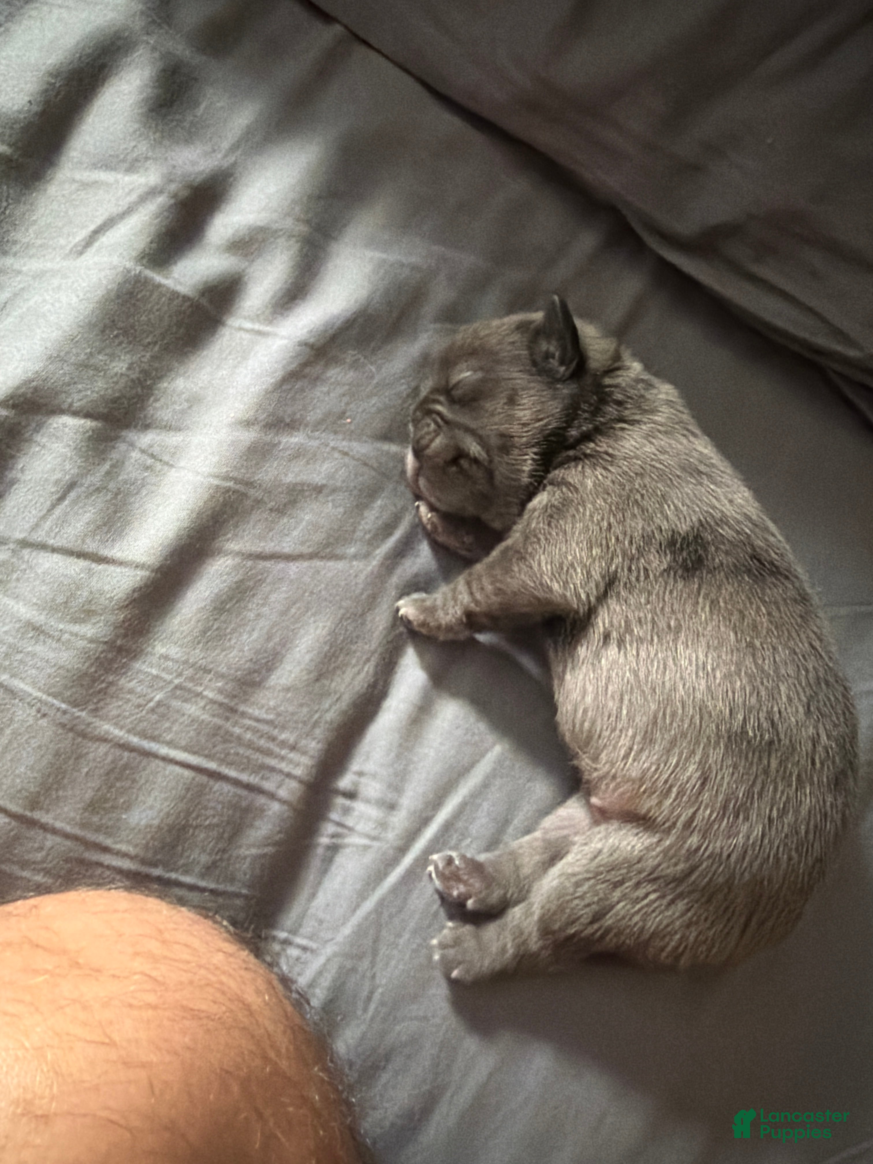 Pug dogs Lollipop - Ad 1
