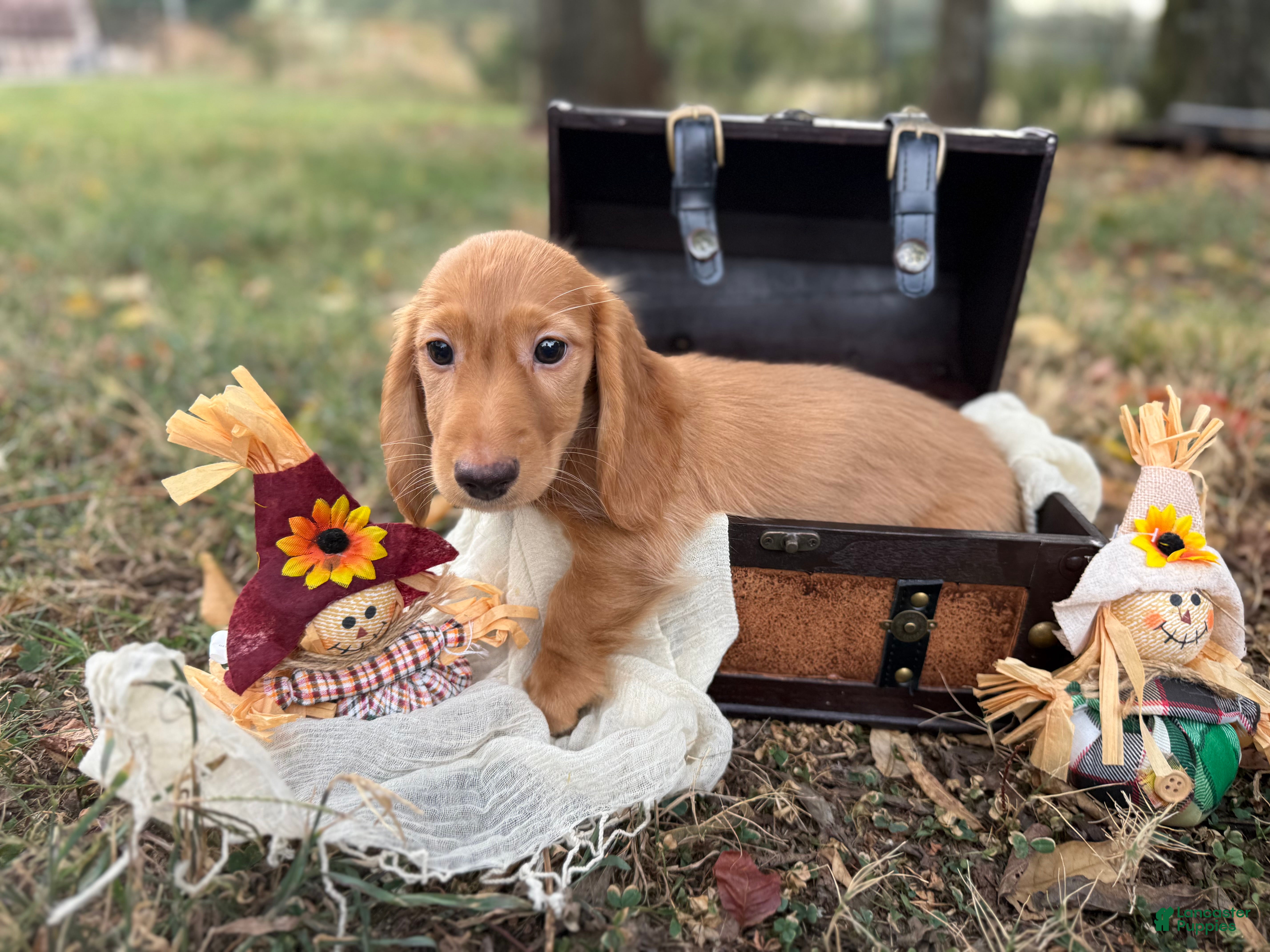 Miniature Dachshund dogs Dark cream  - Ad 27