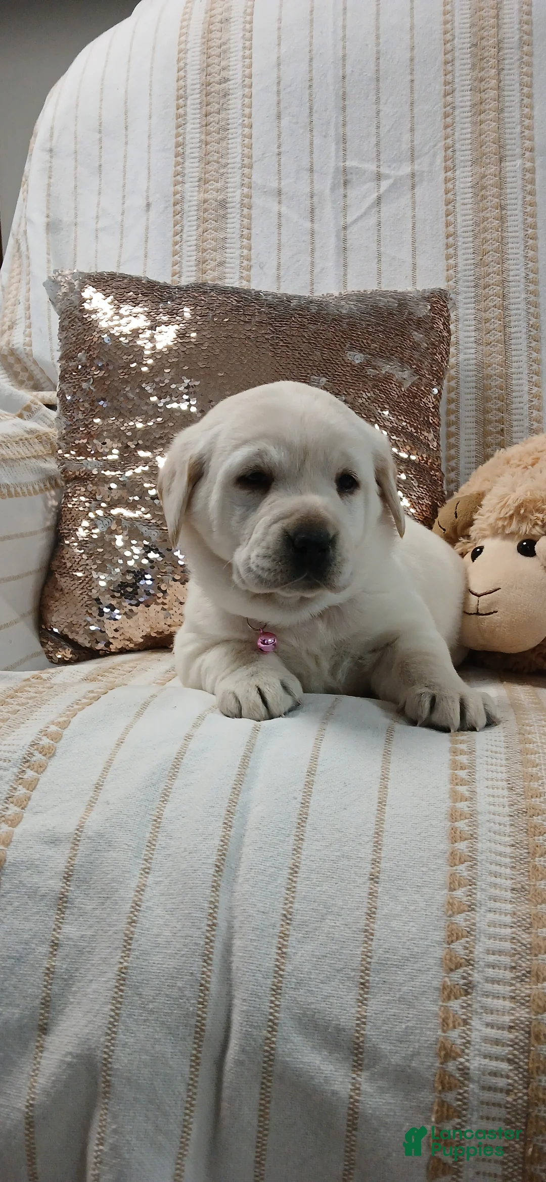 Labrador Retriever dogs for sale: IRIS - Ad 4