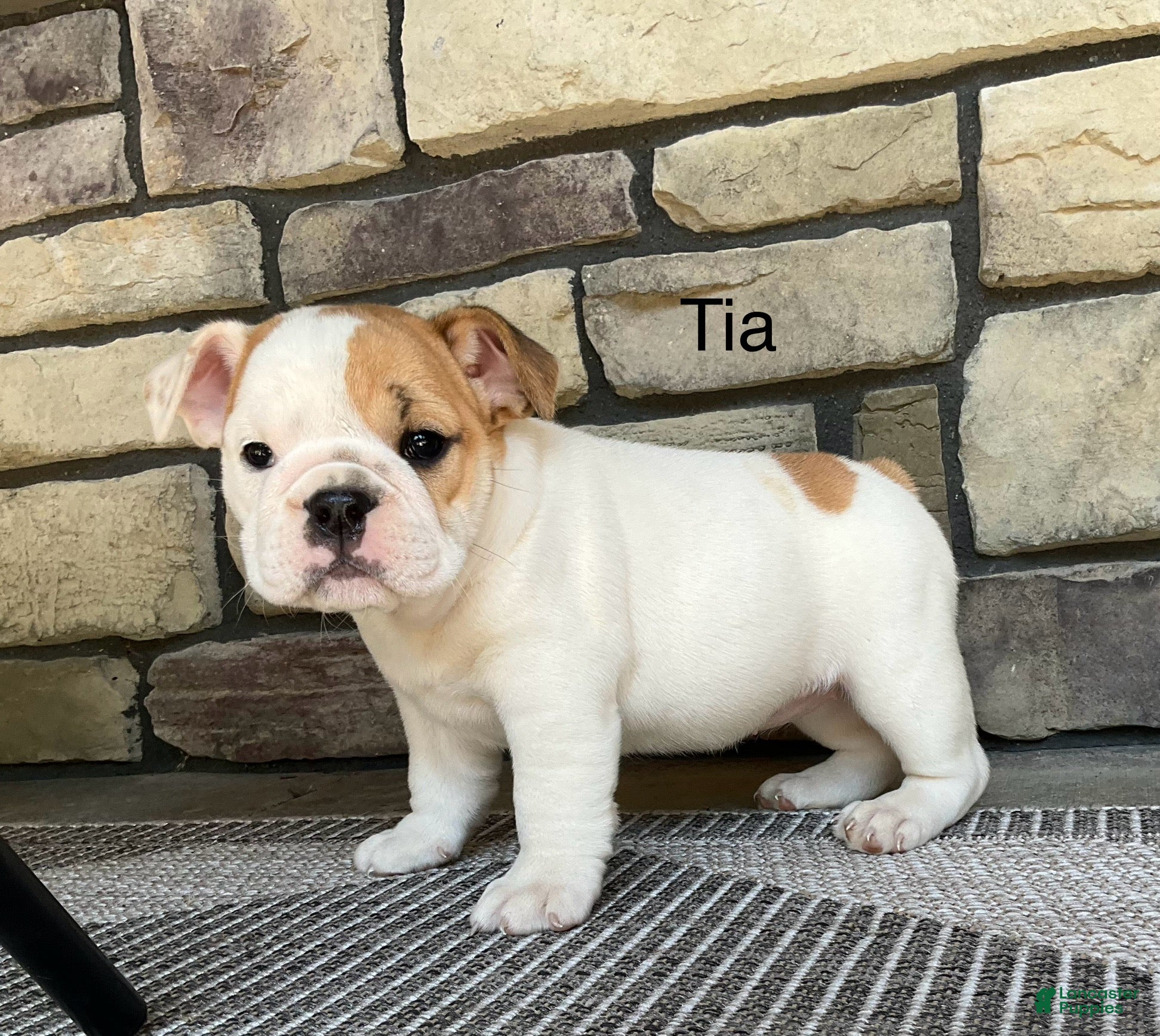 English Bulldog Puppies for sale under $1000 in Ohio Lancaster