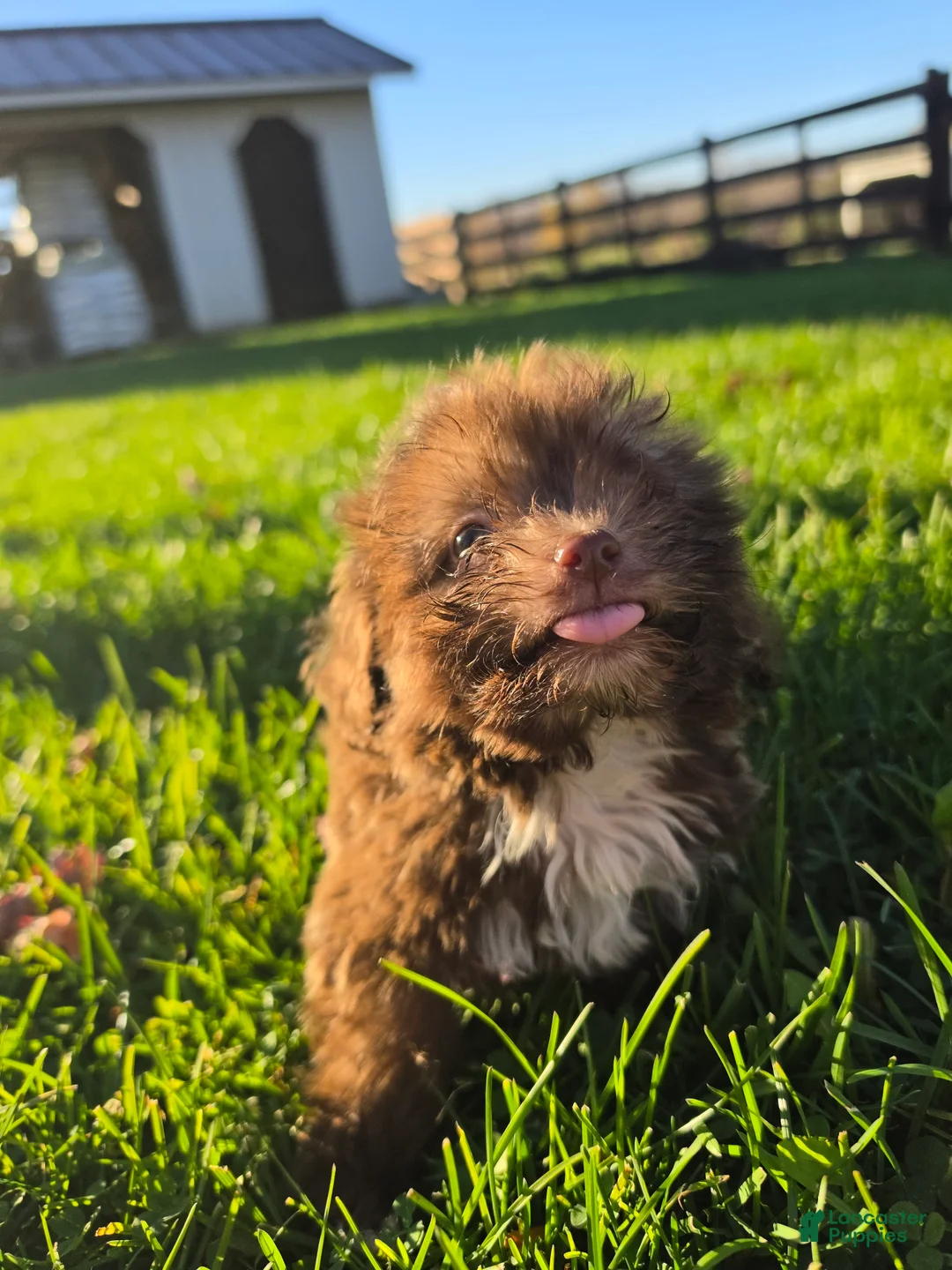 Havanese dogs for sale: Havanese 26105-01 (Male) - Ad 1