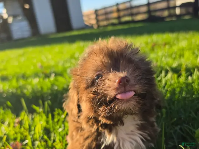 Havanese dogs for sale: Havanese 26105-01 (Male) - Ad 1