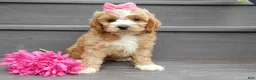 Cockapoo dogs for sale: Blossom - Ad 1