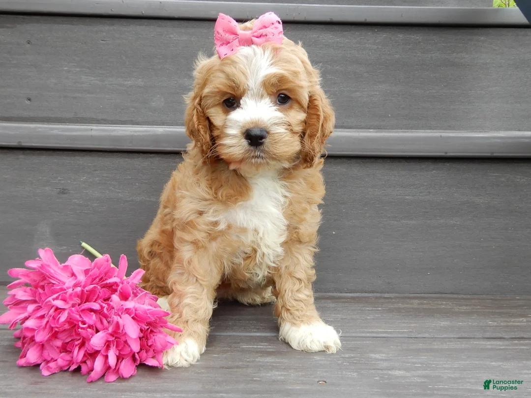 Cockapoo dogs for sale: Blossom - Ad 1