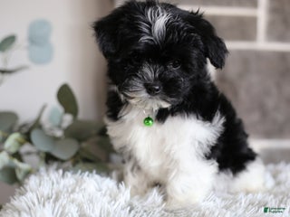 Maltipoo dogs - Ad 7