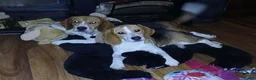 Beagle dogs for sale: UNO - Ad 7