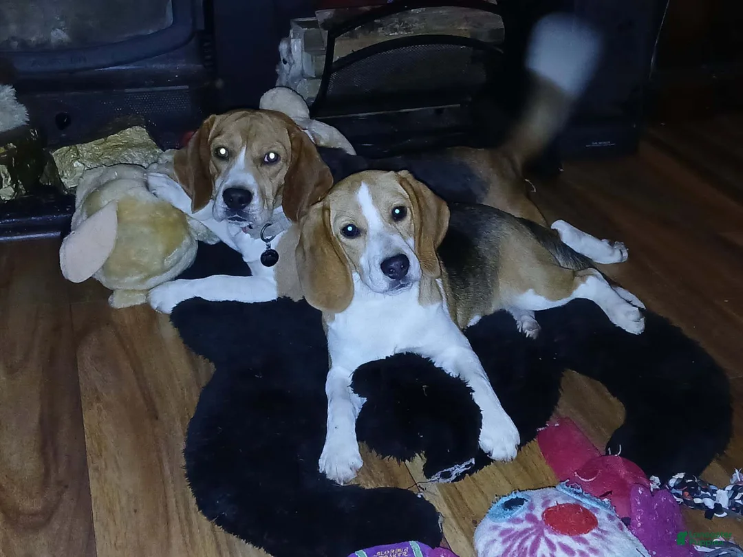 Beagle dogs for sale: UNO - Ad 7