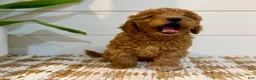 Mini Goldendoodle dogs for sale: Peach Collar 🐾🧡 - Ad 3