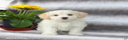 Maltipoo dogs for sale: Scout - Ad 2