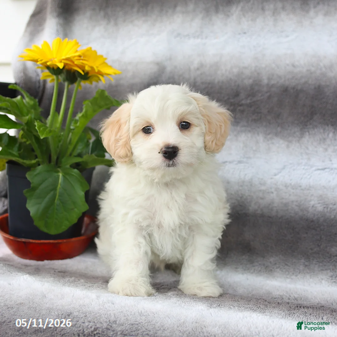 Maltipoo dogs for sale: Scout - Ad 2