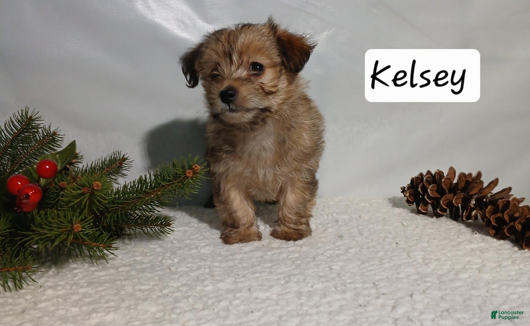 Yorkiepoo dogs for sale: Kelsey - Ad 4