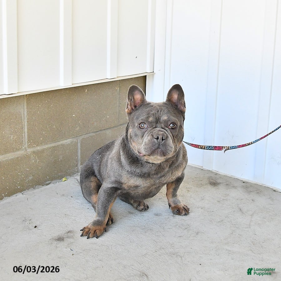 French Bulldog dogs Gracie - Ad 2