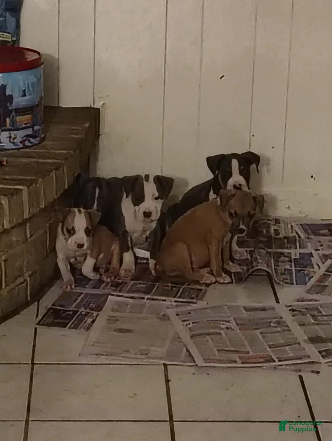 American Pit Bull Terrier dogs for sale: American Pit Bull Terrier Puppy 1 - Ad 2