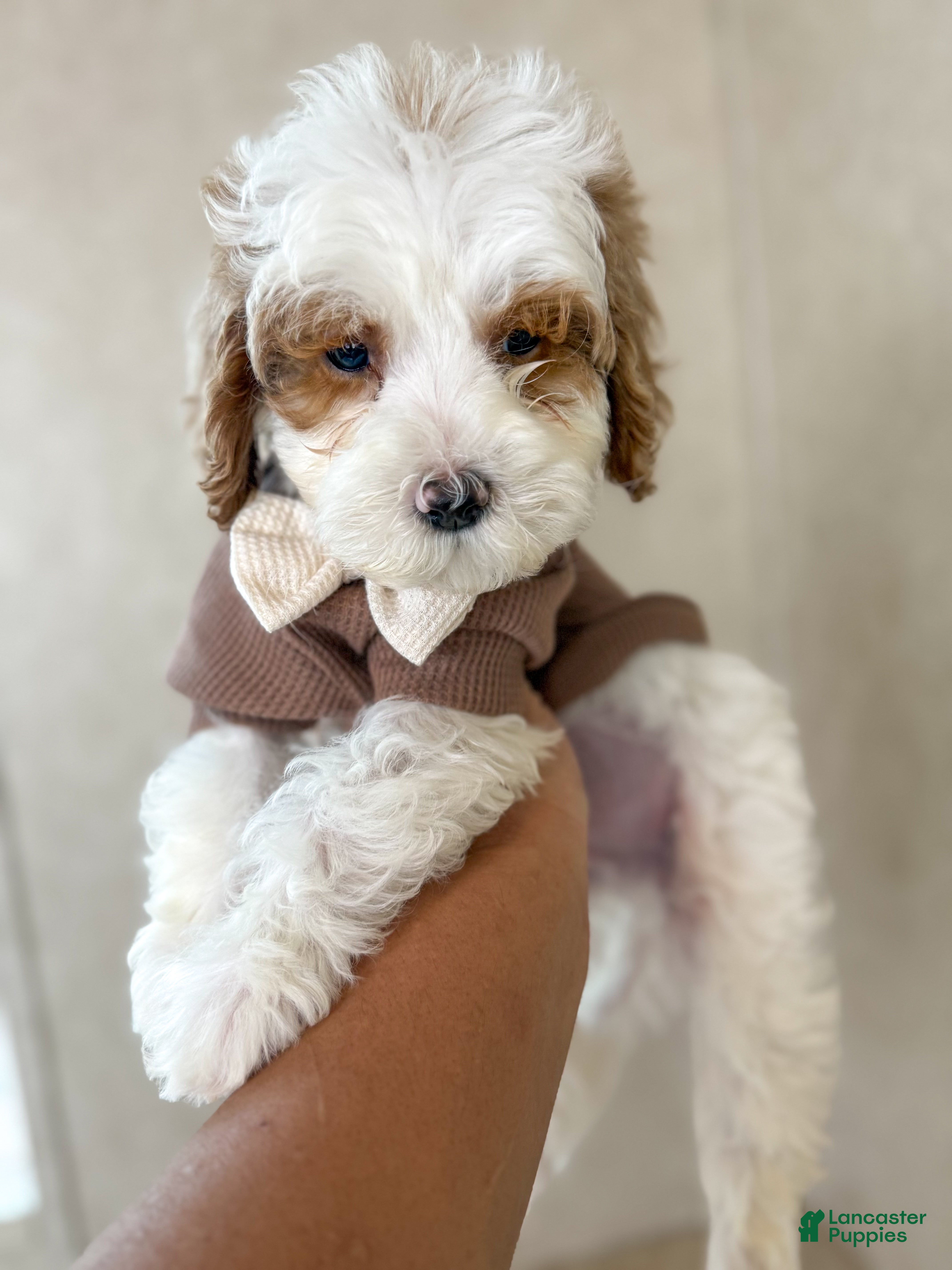 Goldendoodle dogs Sleepy - Ad 2