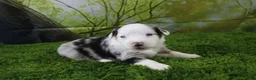 Miniature Australian Shepherd dogs for sale: George - Ad 5