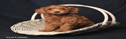 Cockapoo dogs for sale: Zinnia - Ad 4
