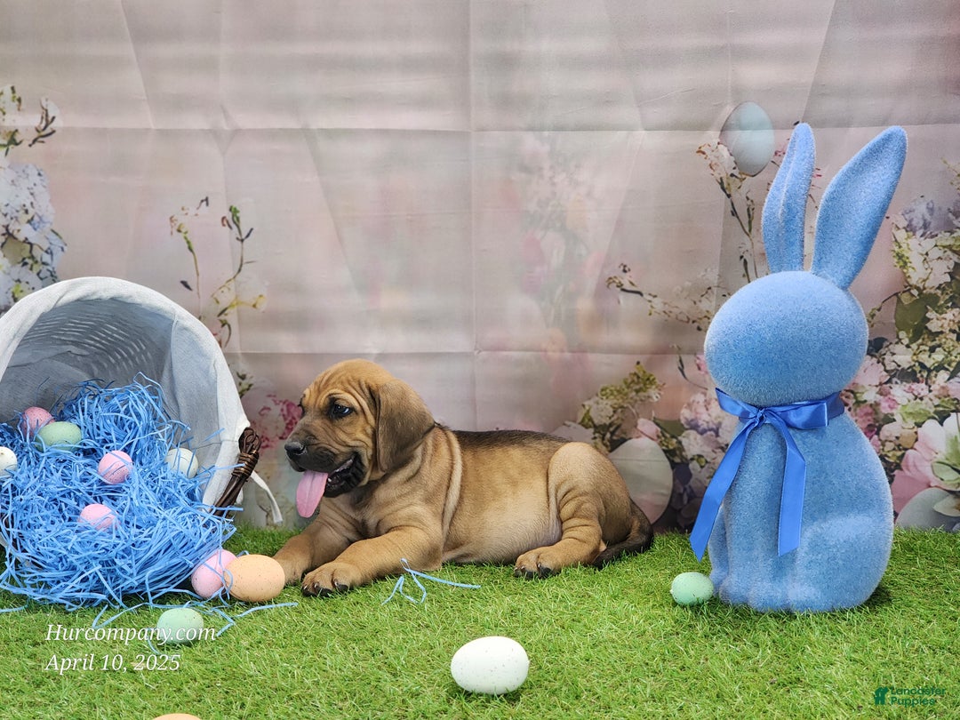 Mixed Breed dogs for sale: 2025 Bloodahoula Male 3 "Finn" - Ad 20