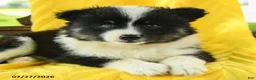 Pomsky dogs for sale: Rory - Ad 5