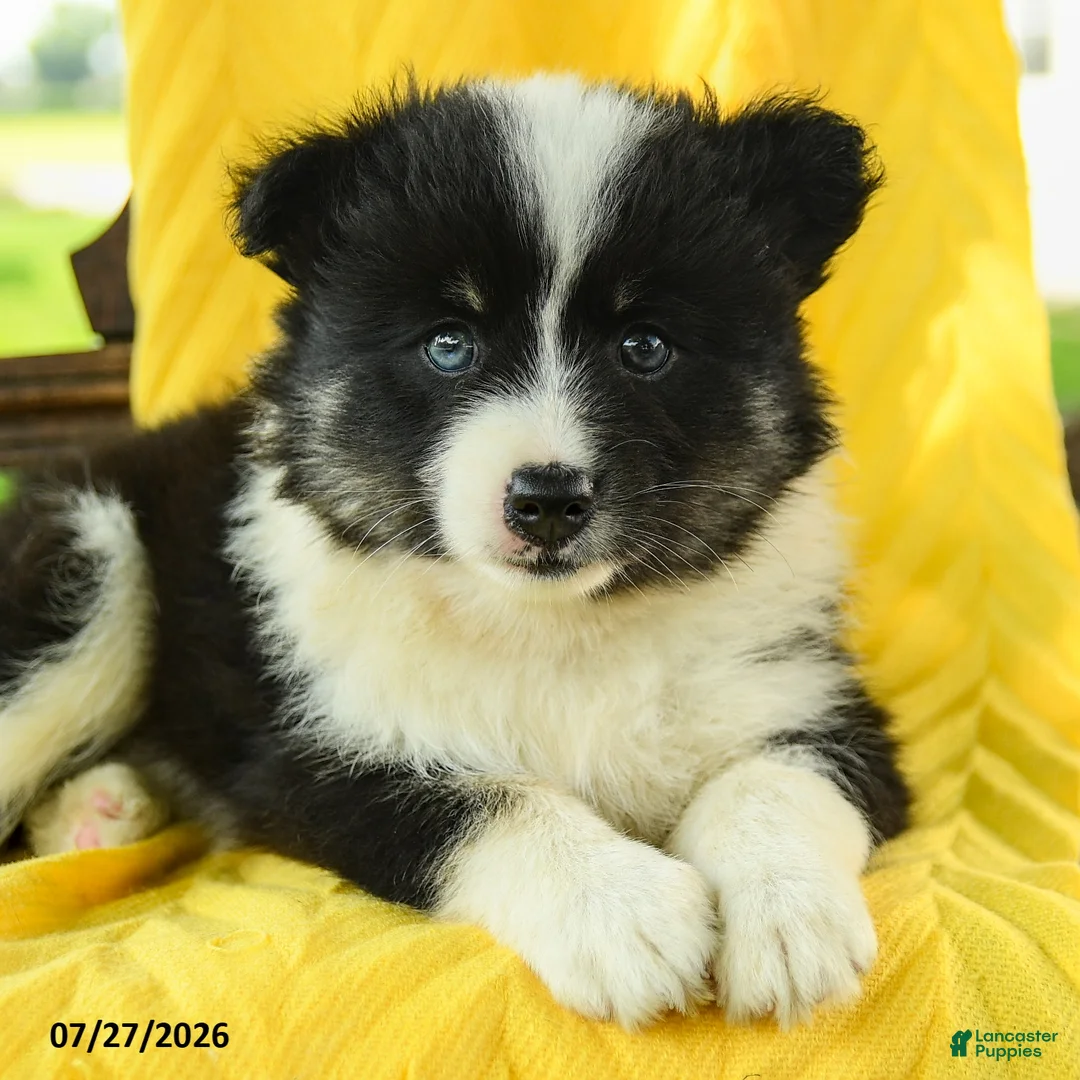 Pomsky dogs for sale: Rory - Ad 5