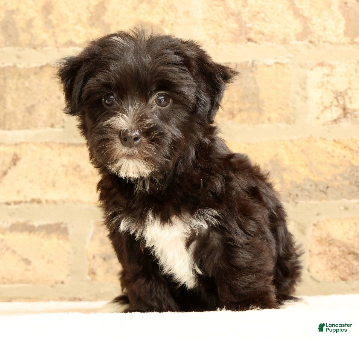 Yochon dogs Ollie - Ad 2