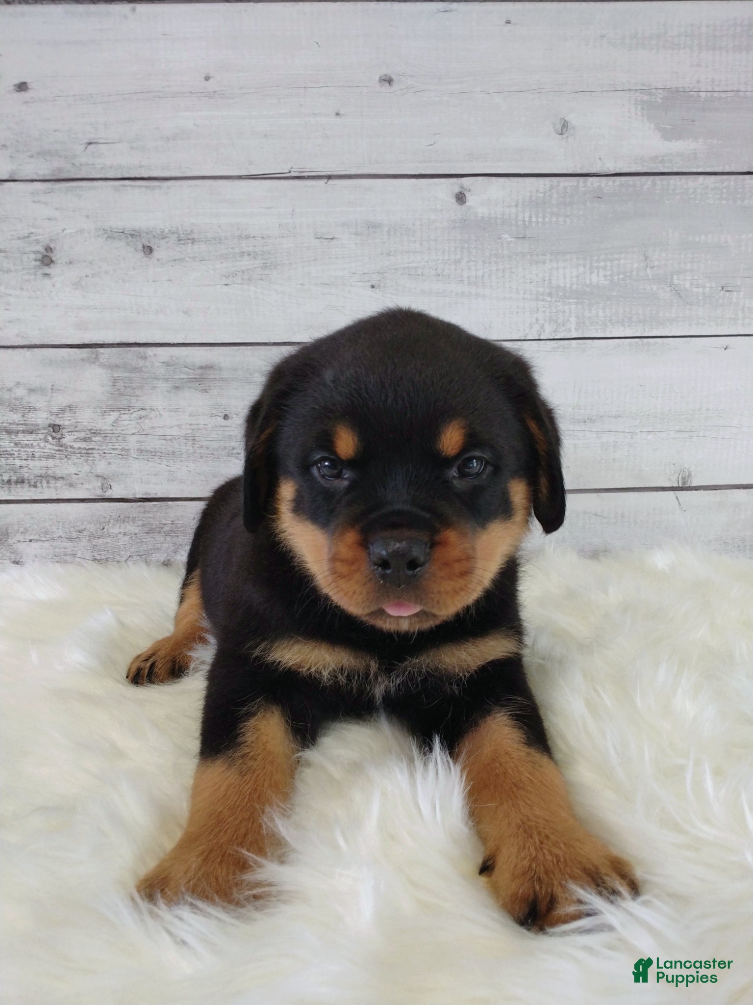 Rottweiler dogs Rico - Ad 1