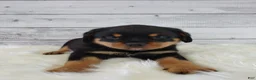 Rottweiler dogs for sale: Rico - Ad 4