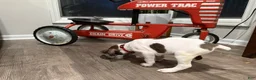 German Shorthaired Pointer dogs for sale: Phil - Ad 2