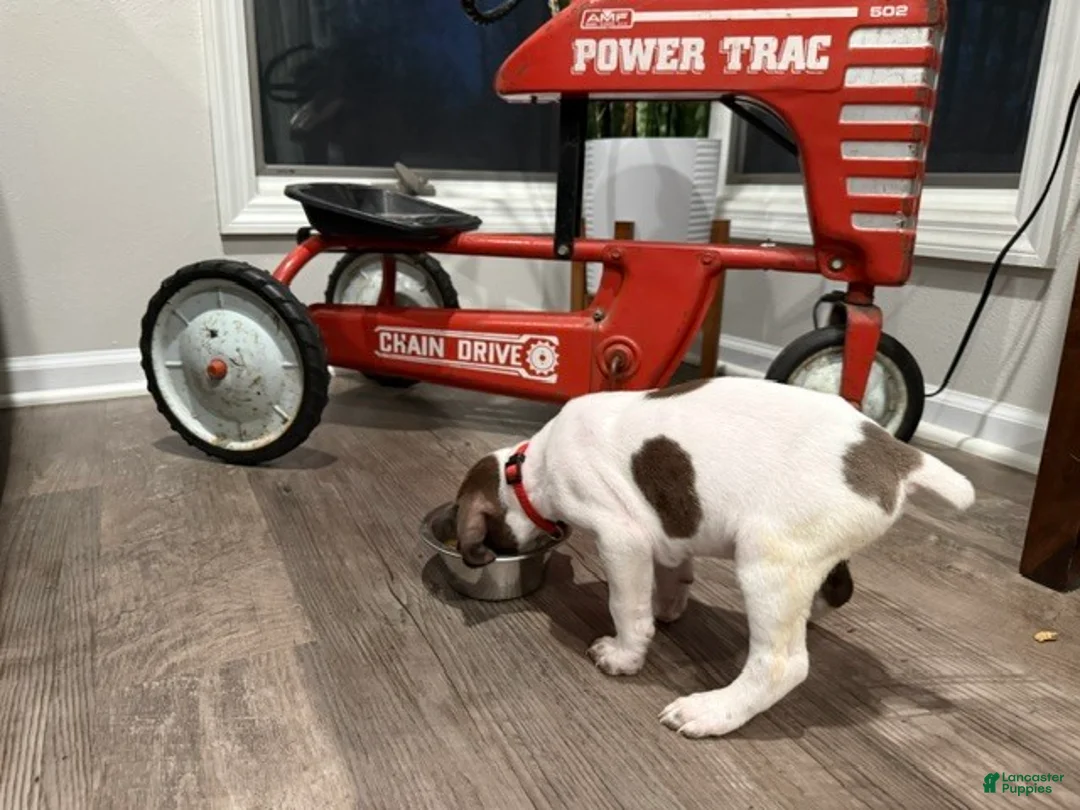 German Shorthaired Pointer dogs for sale: Phil - Ad 2