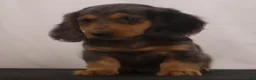 Dachshund dogs for sale: Ike - Ad 4