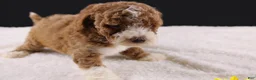 Mini Goldendoodle dogs for sale: Teddy - Ad 11