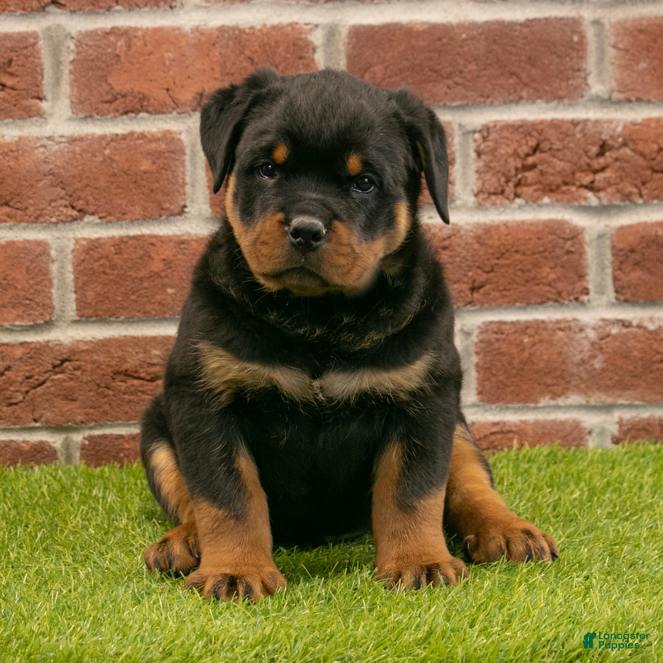 Rottweiler dogs Rocky - Ad 2