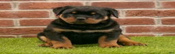Rottweiler dogs for sale: Rocky - Ad 2