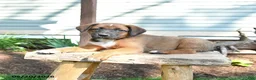 Mixed Breed dogs for sale: Sky - Ad 3