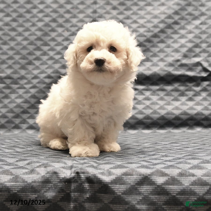 Bichon Frise dogs Fred - Ad 15
