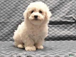 Bichon Frise dogs Fred - Ad 22