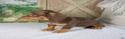 Miniature Dachshund dogs for sale: Blossom - Ad 6