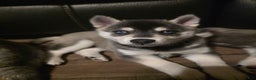 Alaskan Klee Kai dogs for sale: Binx - Ad 1
