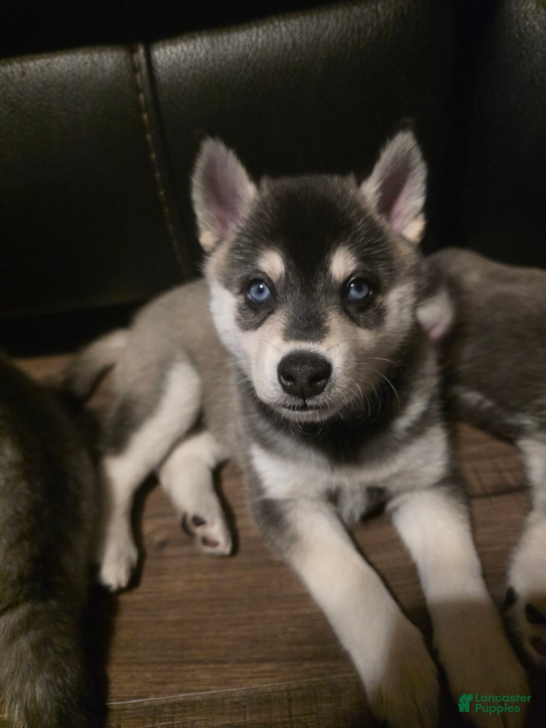 Alaskan Klee Kai dogs for sale: Binx - Ad 1