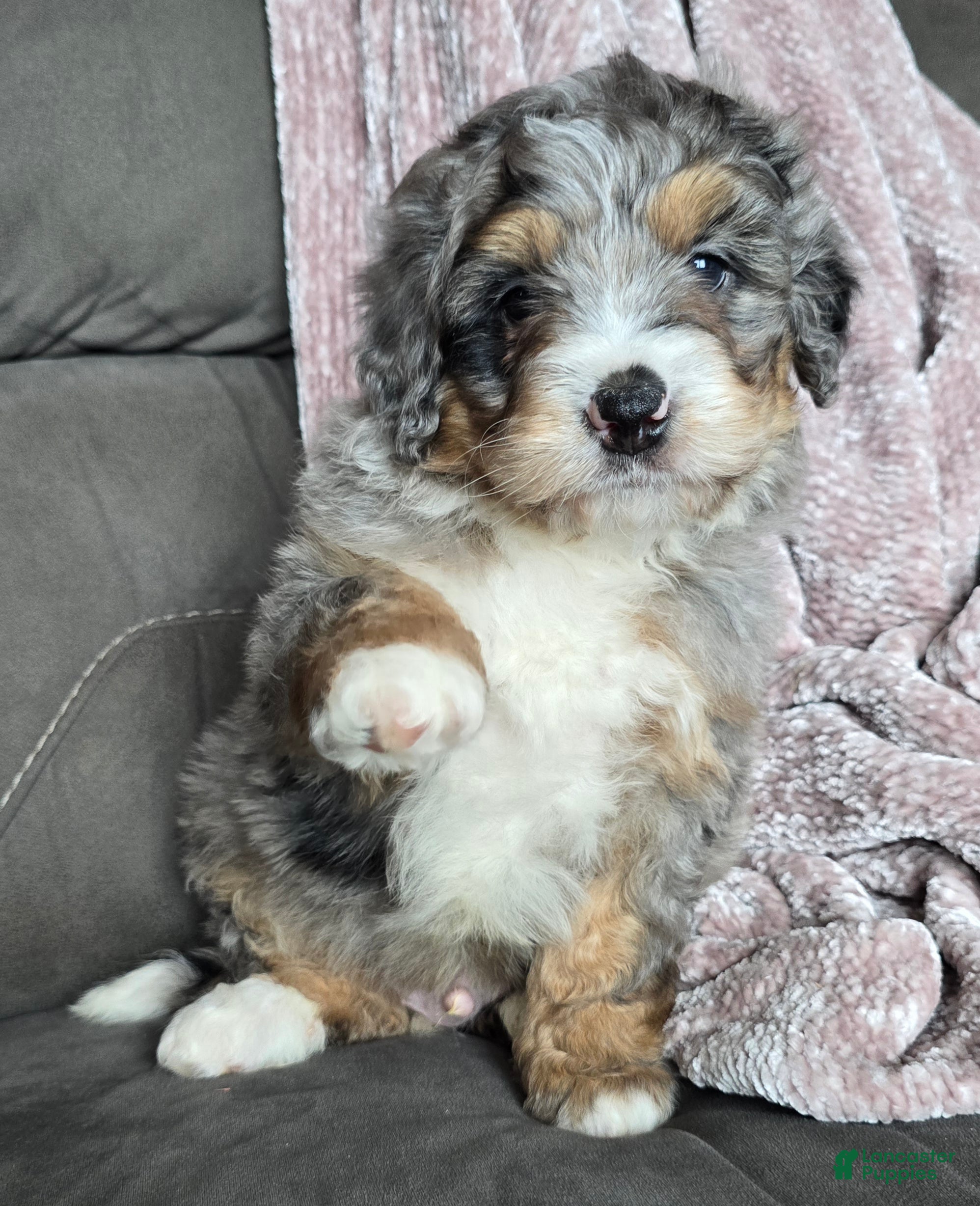 Mini Bernedoodle dogs Mini Louie - Ad 21