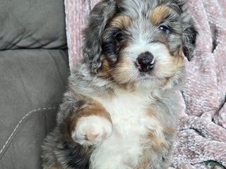 Mini Bernedoodle dogs Mini Louie - Ad 21